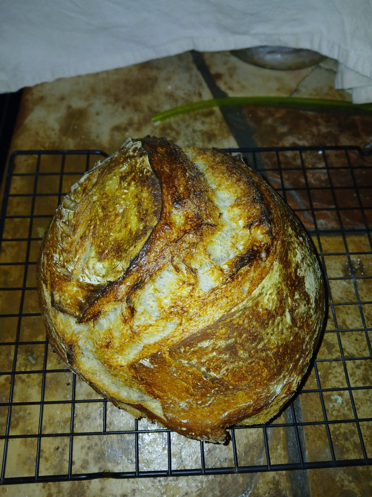 Be Joyful Always & Reflections on Mimosa